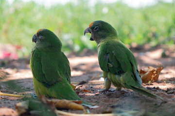 angry parrot in the field