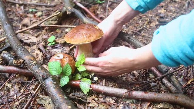 A woman foraging mushrooms finds large boletus in the undergrowth