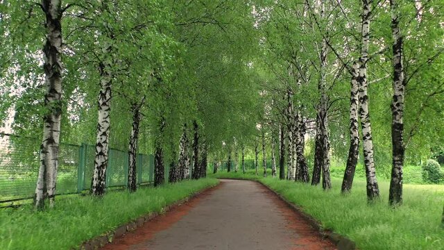 Green alley with big trees. Wonderful summer day.