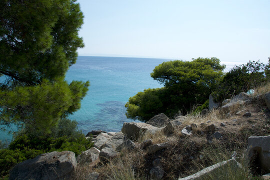 pine tree on the coast