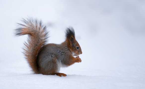 Red squirrel sits on snow and holds a nut stock photo. Squirrel sits in winter forest or park © marseus
