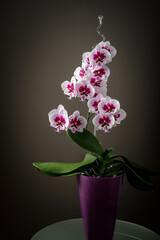 Big Lip orchid flowers of white purple blooming  phalaenopsis in pot