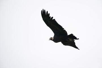 The Andean condor (Vultur gryphus)