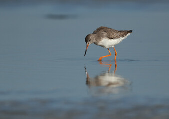Common Redshank feeding at Eker creek, Bahrain