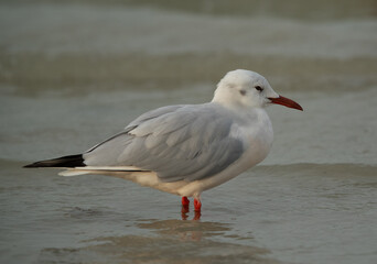 A portrait of a Black-headed gull at Busaiteen coast, Bahrain