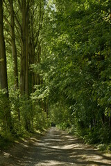 Chemin ombragé dans le bois du parc d'Enghien en Hainaut 