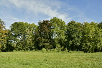 Feuillage des arbres denses au parc de Wolvendael à Anderlecht 