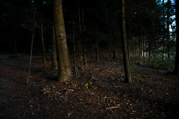 Sunlight ray in dark forest during evening in autumn, Poland.