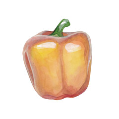 Yellow sweet paprika hand drawn with watercolor paints on white background