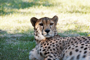cheetah (Acinonyx jubatus) lies on the grass