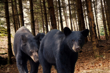 two young Ursus americanus in the forest