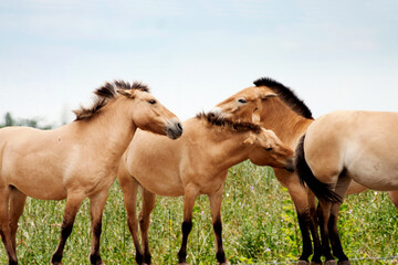 A group of wild horses Equus ferus
