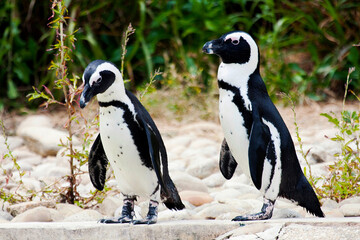 two penguins Spheniscus mendiculus on land