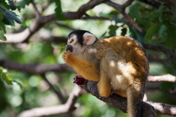 Naklejka na ściany i meble Squirrel monkey Saimiri in a tree