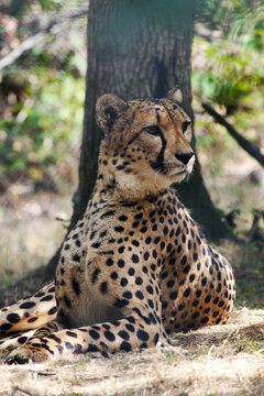 cheetah (Acinonyx jubatus) lies in front of a tree