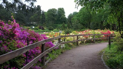Azaleas bloom in a flower bed in the botanical garden.
