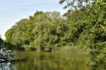 La végétation sauvage du Grand Canal au parc d'Enghien en Hainaut
