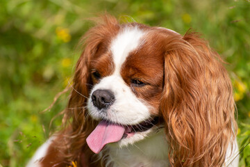 Close-up portrait of beautiful dog Cavalier King Charles Spaniel Blenheim