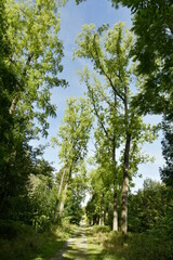 Fototapeta premium Chemin entre les arbres majestueux au Vrijbroekpark Domein à Malines