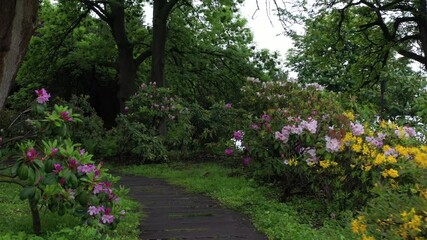 Azaleas bloom in a flower bed in the botanical garden.