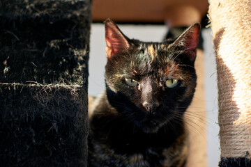 Closeup of a black cat