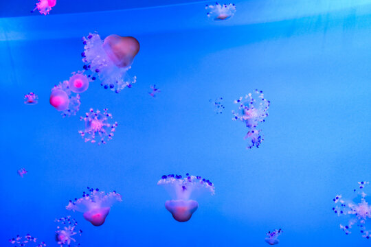 A smack of jellyfish under a deep blue se
