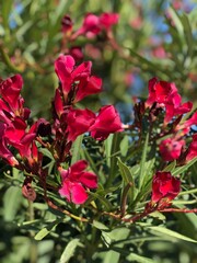 Flowers growing in the sun