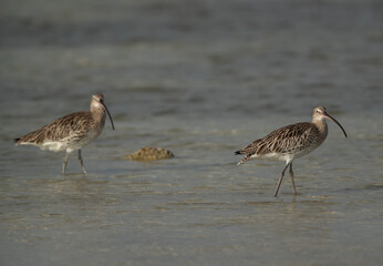 A pair of Eurasian curlew at Busaiteen coast, Bahrain