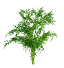 Bunch of Ripe Dill Isolated on White