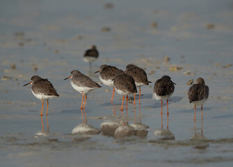 Redshank at Busaiteen coast, Bahrain
