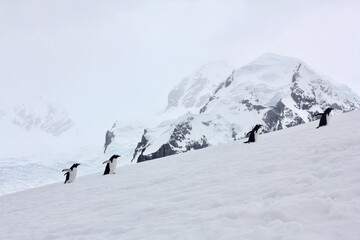 Line of Penguins Waddle Across Glacier