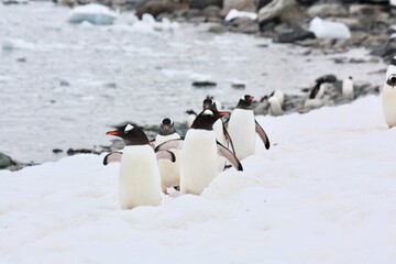 Family of Gentoo Penguins Traverse Penguin Highway