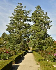 Fototapeta na wymiar Chemin entre deux haies au Jardin des Dahlias au parc d'Enghien en Hainaut
