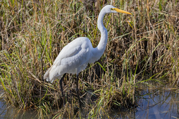 Great Heron