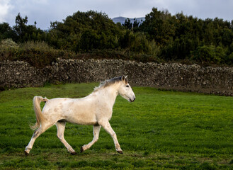 Fototapeta premium White Lusitano horse, running free outdoors, green grass.