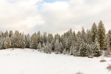 Winter landscape of evergreen trees beside a field after a fresh snowfall