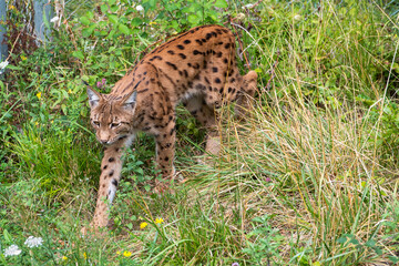 Naklejka premium Lynx en captivité