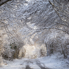 Snow covered tree forming a tunnel over the road, winter landscape