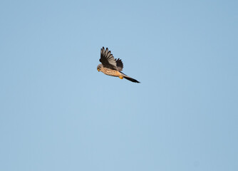 Male kestrel hovering with a blue sky background, wings up, the bird is hunting for prey. 