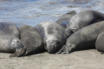 See-Elefanten/Robben am Meer (USA)