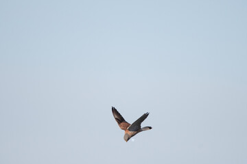 Hovering kestral while hunting (male)
