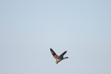 Fototapeta na wymiar Hovering kestrel while hunting (male), the bird is very small in the frame and the wings are up.