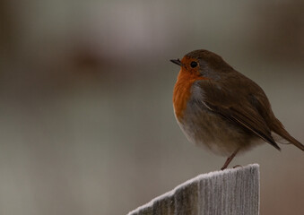 Robin perching on a frosty fence post, looking slightly away from  the camera with a blurred background.