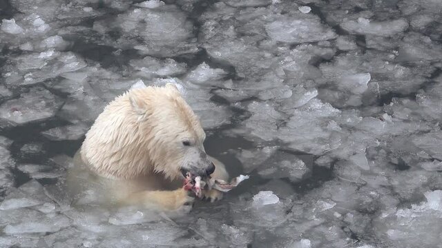 White polar bear eats fish in cold water with ice
