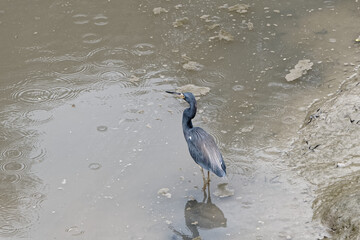 Aigrette tricolore à l'affût et recherche de poissons - Guyane française