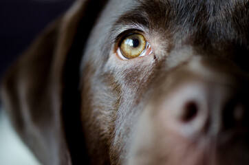 Close up portrait of half of a dog face 3