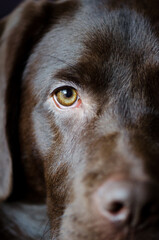 Close up portrait of half of a dog face 2
