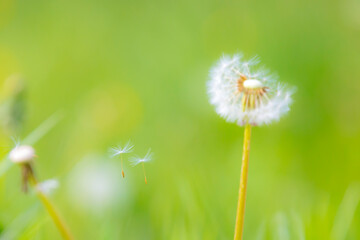 Dandelion seeds blowing away with the wind in a natural blooming meadow