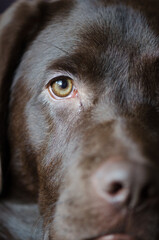 Close up portrait of half of a dog face