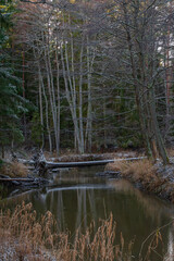 in winter a river in the woods with trees in the water